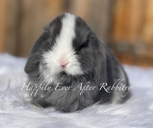 Local joy! Adorable rabbits for sale near you - Find your perfect match!