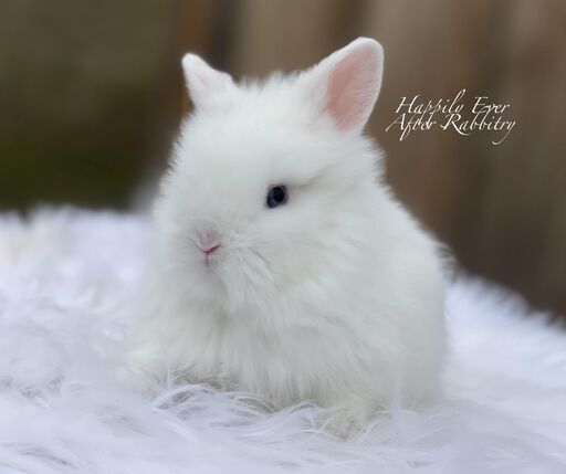 Visit Our Rabbitry for Lionheads Bunnies For Sale Near Philadelphia, PA 