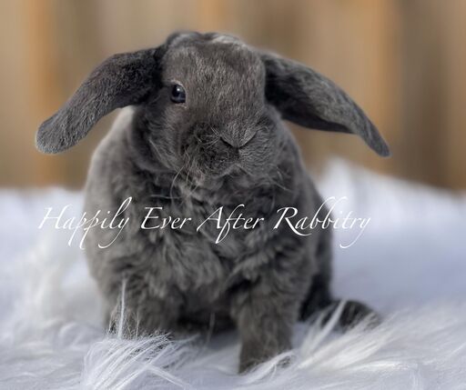 Your next furry friend awaits - Dive into our diverse rabbits for sale!