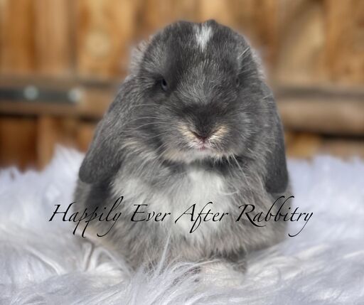 Embark on a furry adventure - Bunny for sale, your new friend beckons
