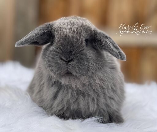 Local Holland Lop Bunnies for Sale Near You