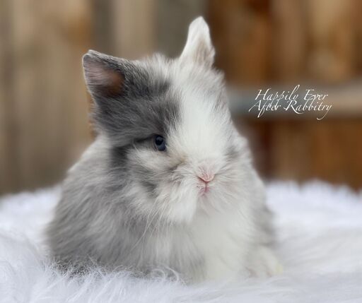 Adopt Your New Bunny Companion - Lionhead rabbits for sale near me