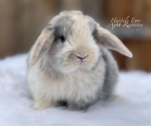 Discover Available Holland Lop Bunnies in Philadelphia, PA