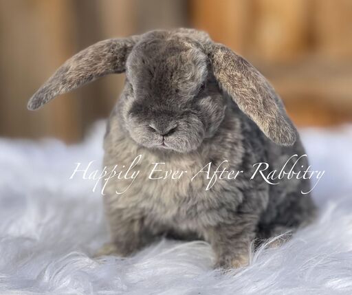Adorable rabbit for sale - Mini Plush Lop edition!