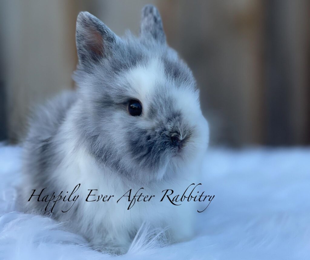 Enchanting companionship awaits - Meet our lovable bunny for sale!