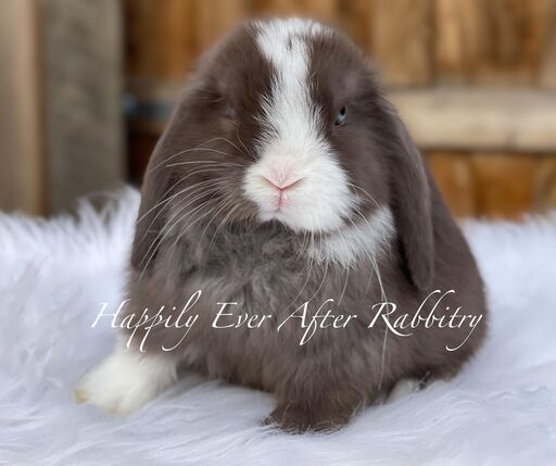Browse our selection of rabbits for sale