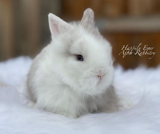 Embark on a journey of love - Bunny for sale, waiting for you!