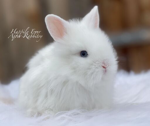 Check out our selection of fluffy lionhead rabbits for sale near me