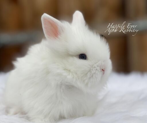 Adorable Lionhead Bunny Available for Adoption