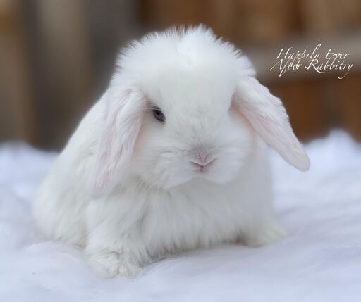 Visit Our Rabbitry for Holland Lops Near PA, NJ, and NY