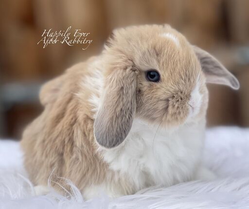 Holland Lop Bunnies for sale
