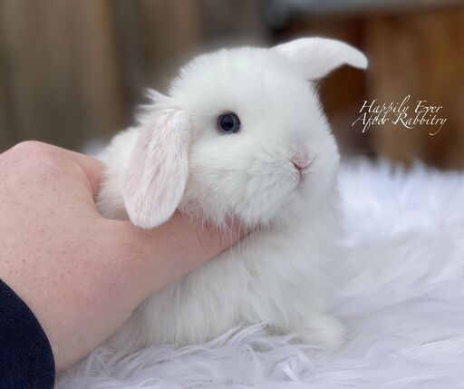 Sweet Holland Lop Bunny Looking for a Forever Home