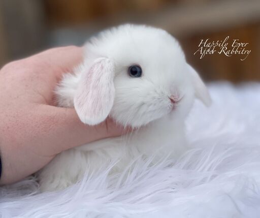 Holland Lop Bunnies for sale near me