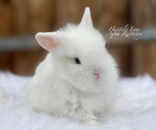 Visit Our Rabbitry for Lionheads Bunnies For Sale Near Philadelphia, PA 
