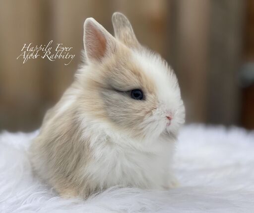 Discover Available Lionhead Bunnies For Sale in PA, NJ, and NYC