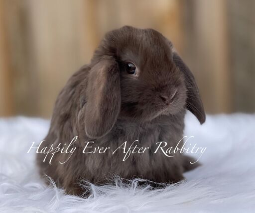 Fluffy companionship at your fingertips - Browse our selection of rabbits for sale.