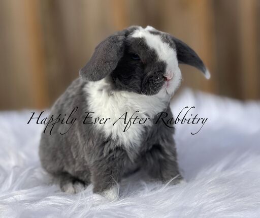 Furry happiness just around the corner - Rabbits for sale near me, ready to join you!