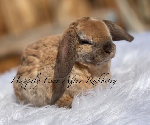 Adopt a Playful Mini Plush Lop Bunny Today