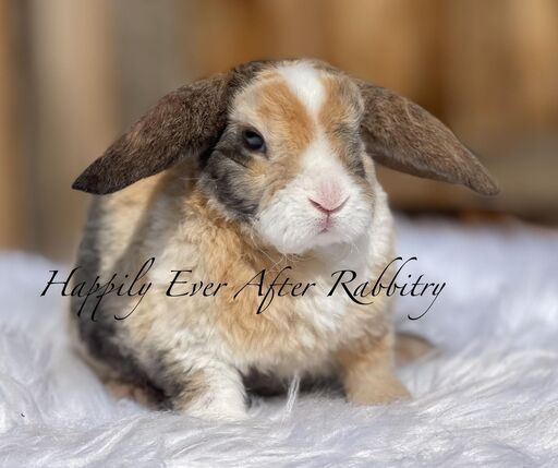 Explore Our Mini Plush Lops - Perfect Bunnies for Sale