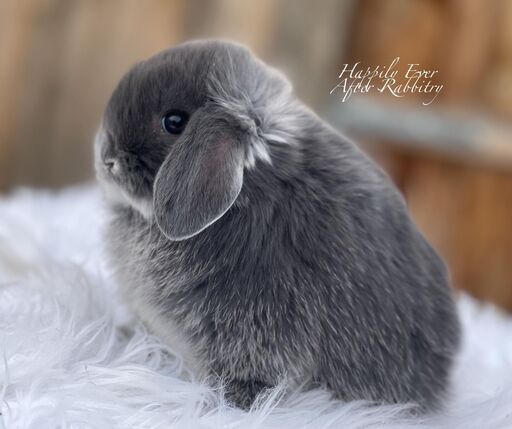 Holland Lop For Sale
