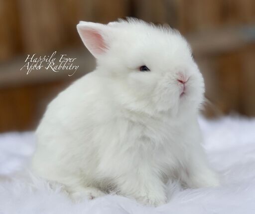 Experience furry bliss - Bunny for sale, your perfect pet match!