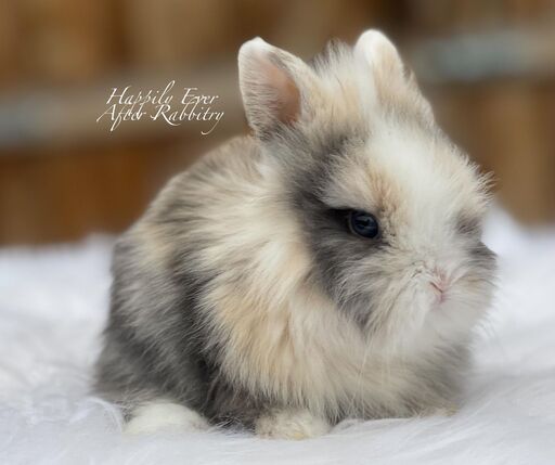 Snuggle up with joy - Bunny for sale, your delightful addition!