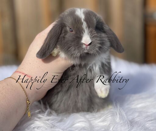 Explore nearby happiness - Find your adorable rabbits for sale today!