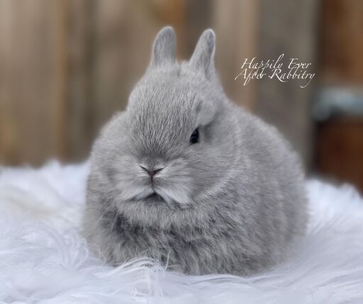 Sweet Netherland Dwarf Bunny Looking for a Forever Home