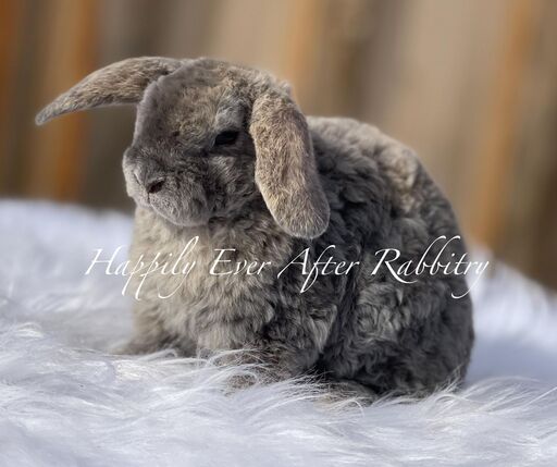 Adorable rabbit for sale - Mini Plush Lop edition!