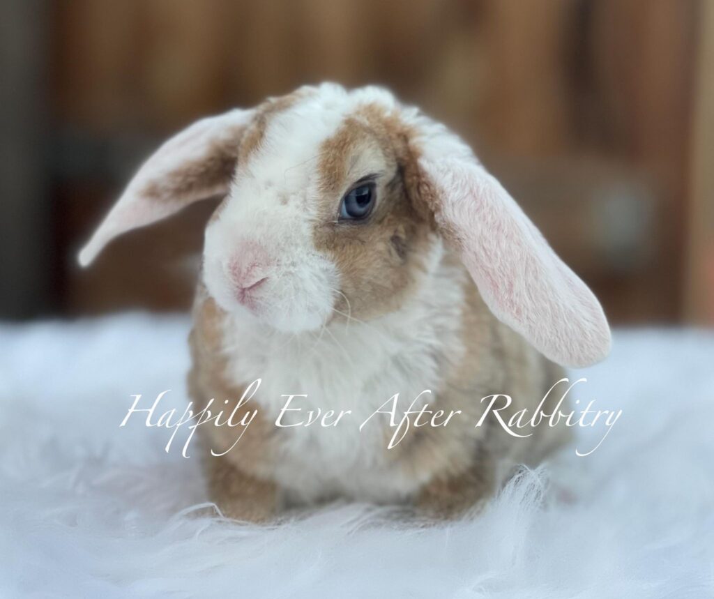 rabbit for sale