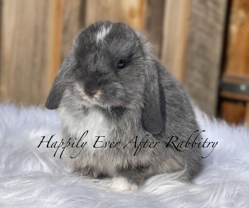 Embark on a furry adventure - Bunny for sale, your new friend beckons