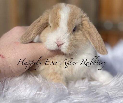 Discover furry companionship - Rabbits for sale near me, your new friends await!