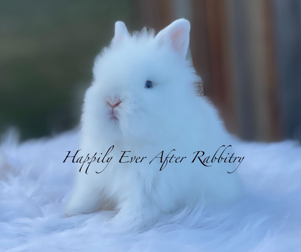 Fluffy delight alert! Bunny for sale - Your new furry family member!