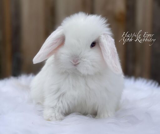 Adorable Holland Lop Bunny Available for Adoption