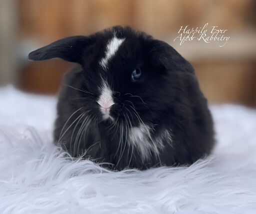 Adopt a Holland Lop Bunny from Happily Ever After Rabbitry - Conveniently Located in Bernville, PA
