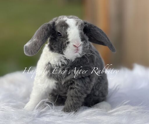 Discover local cuteness - Rabbits for sale near me, your sweet companions nearby!