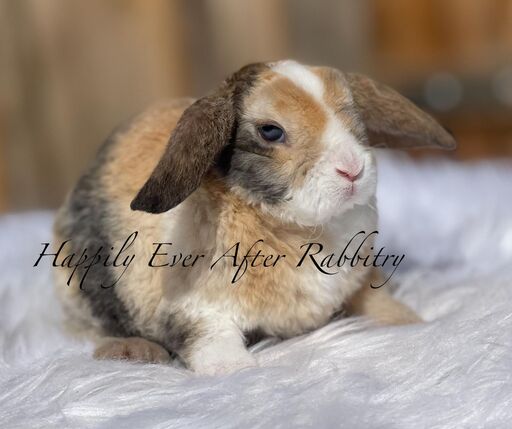 Explore Our Mini Plush Lops - Perfect Bunnies for Sale