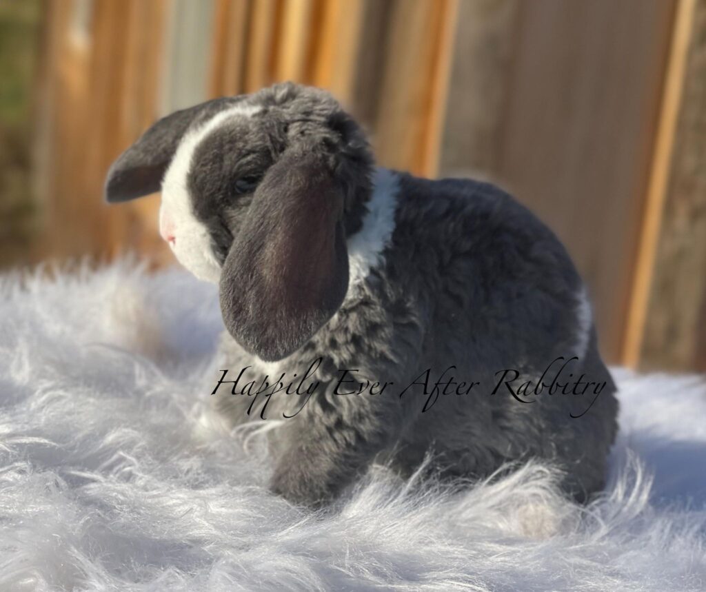 Cuddle-ready Mini Plush Lop Bunny Seeking a Loving Family