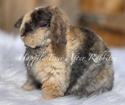 Explore Our Bunnys for Sale - Mini Plush Lop Edition