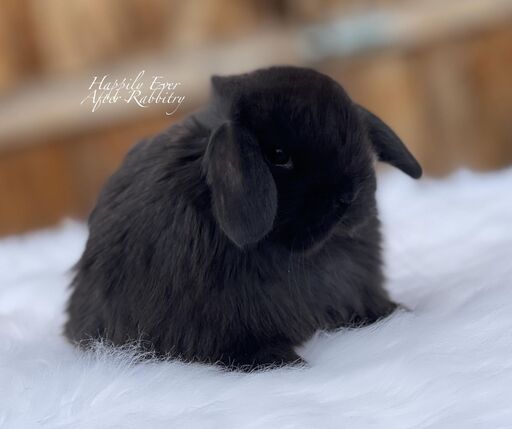 Super cute Holland Lop Bunny