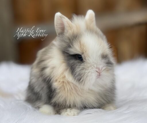 Snuggle up with joy - Bunny for sale, your delightful addition!