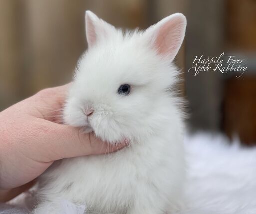Discover love with our lovable bunny for sale - Bring one home now!
