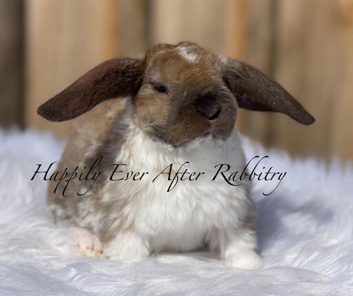 Local Mini Plush Lop Bunnies for Sale Near You