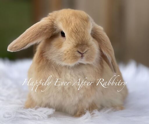 Adopt happiness - Find your ideal furry companion in our rabbits for sale.