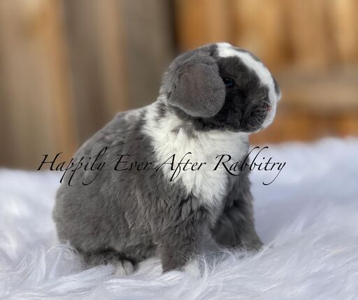 Furry happiness just around the corner - Rabbits for sale near me, ready to join you!