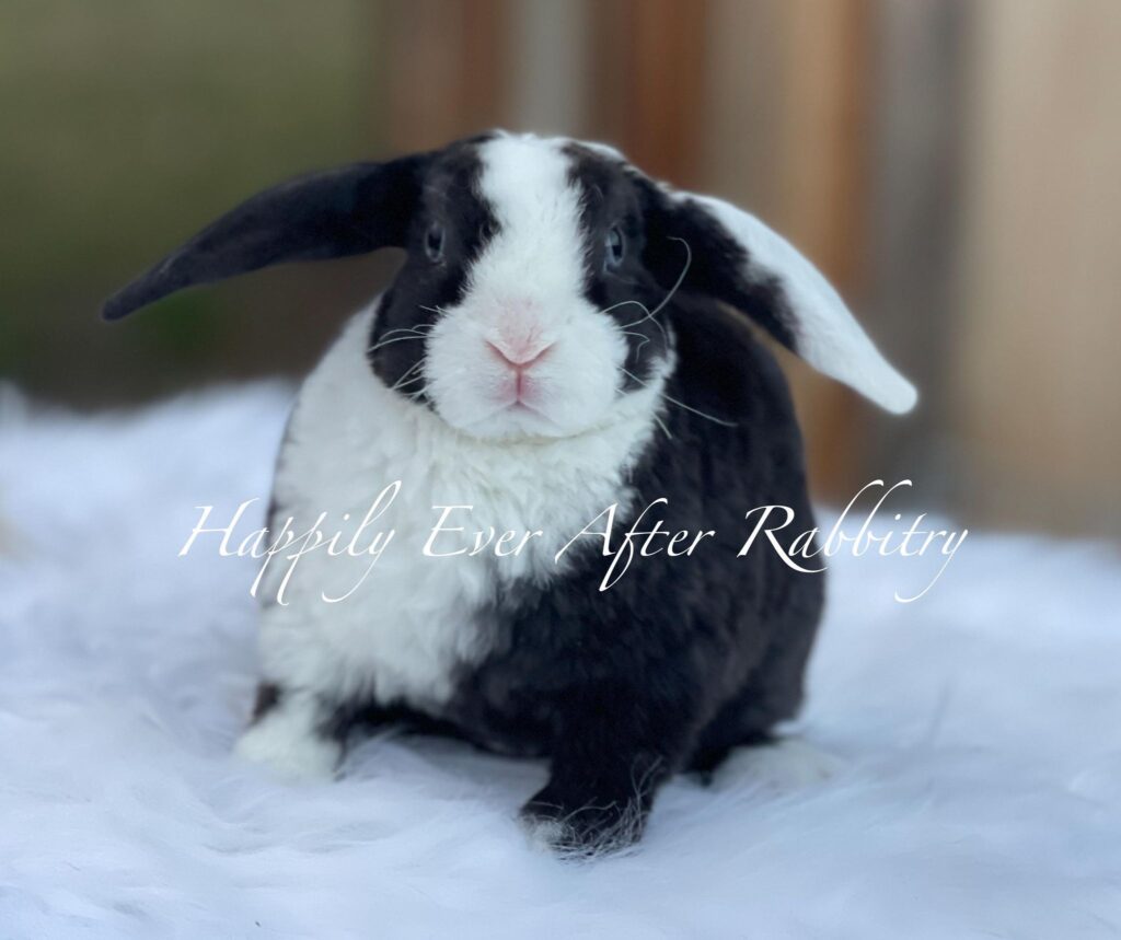 Mini Plush Lop Bunnies Looking for Loving Homes