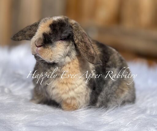 Explore Our Bunnys for Sale - Mini Plush Lop Edition