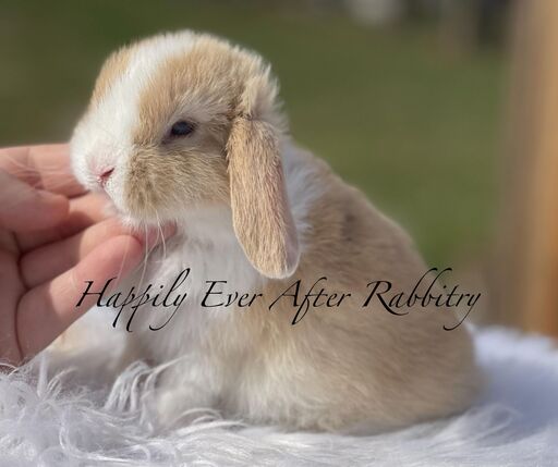 Discover furry companionship - Rabbits for sale near me, your new friends await!