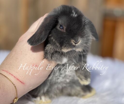 Explore Our Holland Lops - Perfect Bunnies for Sale