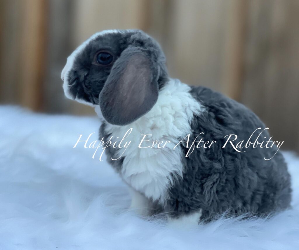 Adorable Mini Plush Lop Bunny Available for Adoption